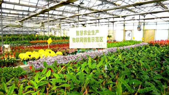 早已成为了首都的一张绿色名片昌平区的都市型现代农业集科技与生态于