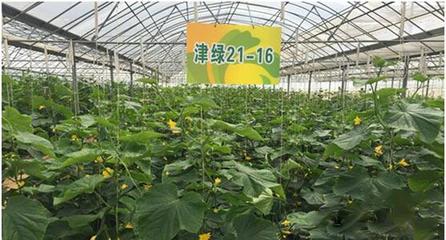 好消息!秦州区农业科技园区获批为省级农业科技园区